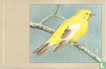 Goudmus / Moineau doré / Goldsperling / Golden Sparrow / Auripasser Euchlorus