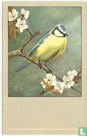 Pimpelmees / Mésange Bleue / Blaumeise / Blue Tit / Párus c. cearúleus