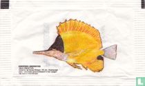Gele Pincetvis