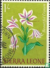 Blumen 