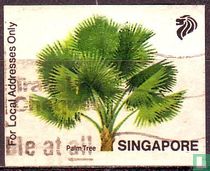 Palm Tree for sale