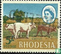 Cattle