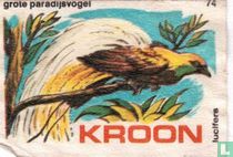 Grote paradijsvogel 