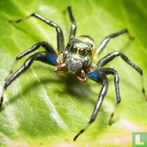 Arachnida (Spinachtigen) naturalia catalogus
