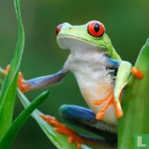 Amphibia (Amphibien oder Lurche) naturalien katalog