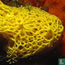 Calcarea (Calcareous sponges) naturalia catalogue