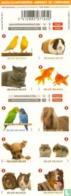 Gezelschapsdieren kopen