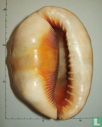 Cypraecassis rufa