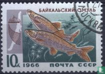 Fische des Baikalsees kaufen
