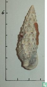 Cerithium vulgatum