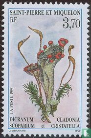Flore acheter