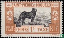 Newfoundland Dog