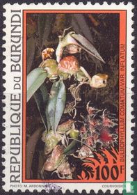 Plantes à fleurs