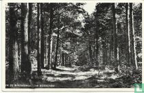In de Winterswijksche Bosschen