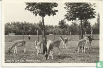 Alphen a/d Rijn, Hertenkamp