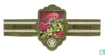 Vetkruid - Sedum erwersii kaufen