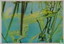 Groene Waterkikvors