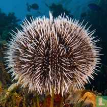 Echinoidea (Sea urchin) naturalia catalogue