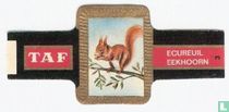 [Squirrel] for sale