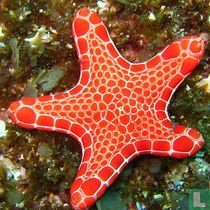 Asteroidea (Starfish) naturalia catalogue
