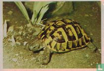 Griekse Schildpad