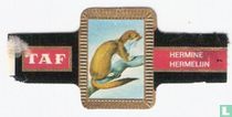 [Stoat] for sale