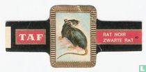 [Black rat] for sale