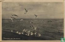 Meeuwen aan het strand