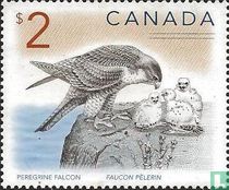 Peregrine Falcon