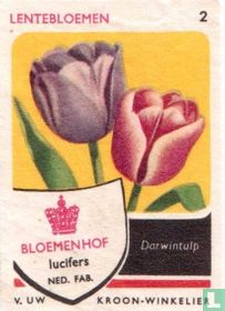 Darwintulp 