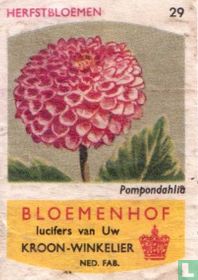 Pompondahlia