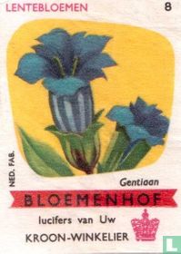 Gentiaan 