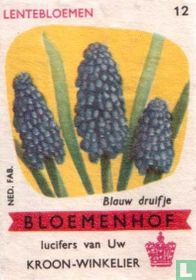 Blauw druifje  