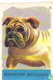 Engelse Bulldog