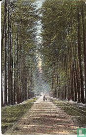 De Steeg Middachten Allee