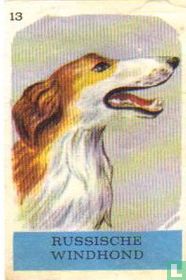 Russische windhond