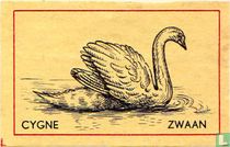 Cygne Zwaan