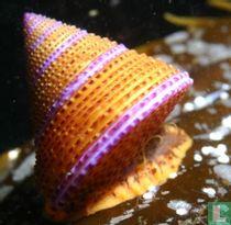 Trochidae (Top snails) naturalia catalogue