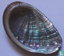 Haliotidae (Abalone) naturalia catalogue