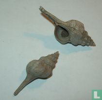 Murex inornatus