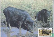 Domestic Animals