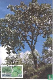 Indigenous Trees