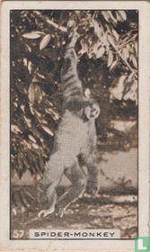 Spider-monkey
