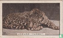 Jaguar "Tubby"