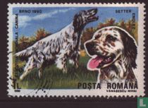 Chiens acheter