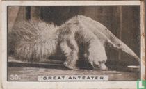 Great Anteater
