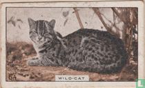 Wild-cat