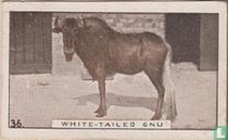 White-tailed Gnu