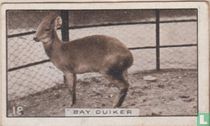 Bay duiker