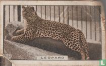 Leopard
